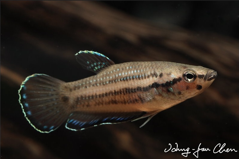 Another adult male.