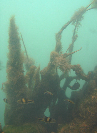 Other species inhabiting the pools include Betta simplex and Barbodes lateristriga.