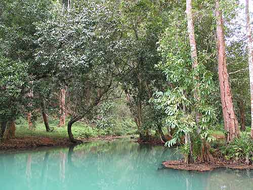 Type locality of B. simplex in Krabi province, Thailand.