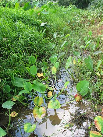 The ditch draining the ponds in which the Betta can be found.
