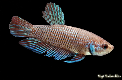 Adult female from the Malaysian aquarium trade.