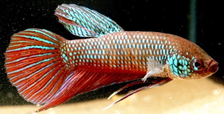 Male from the U.K. aquarium trade; possible hybrid.