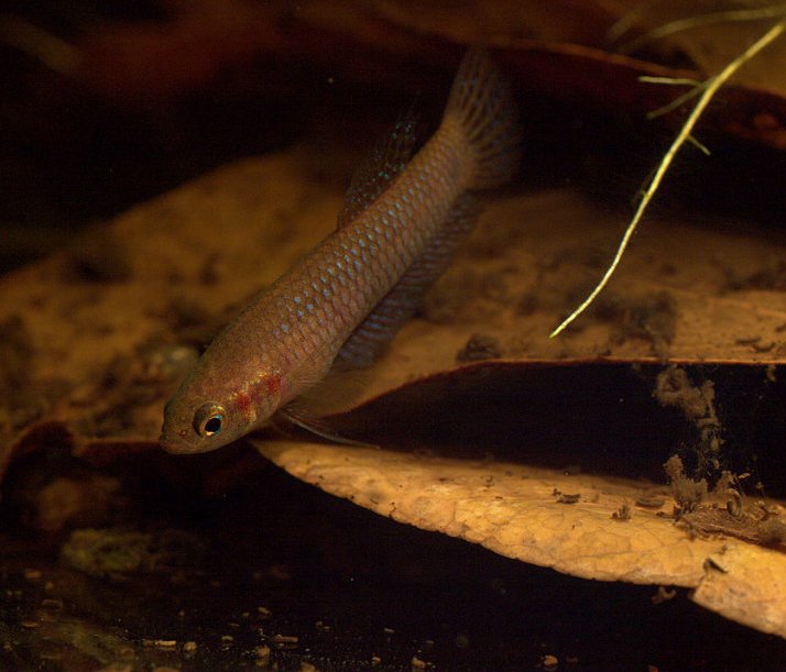 A female with neutral body patterning.