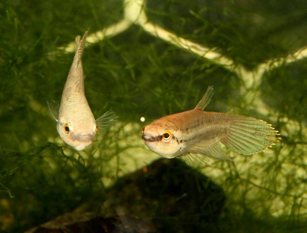 The female collects each batch of eggs in her mouth and passes them to the male.