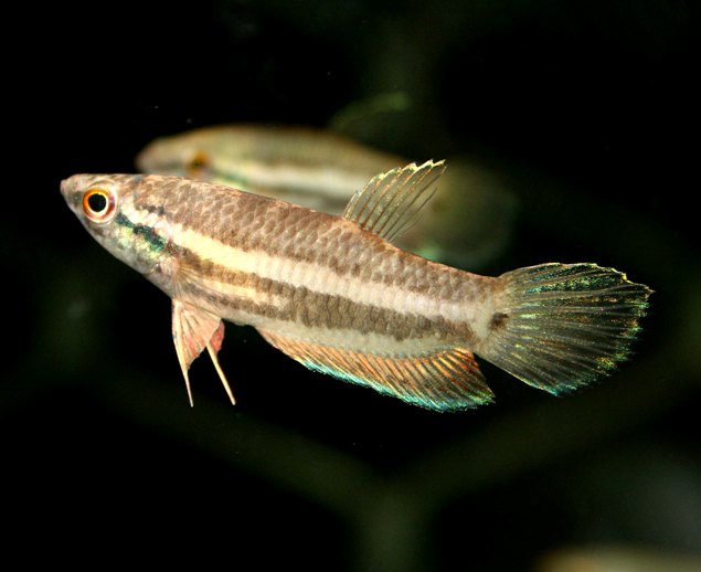 Female; Tebedu population.