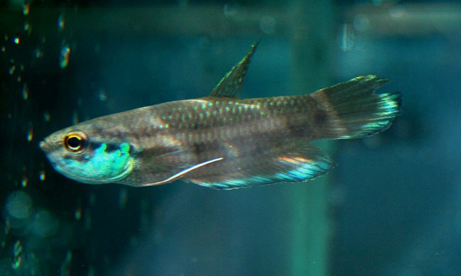 Mouthbrooding male; Tebedu population.
