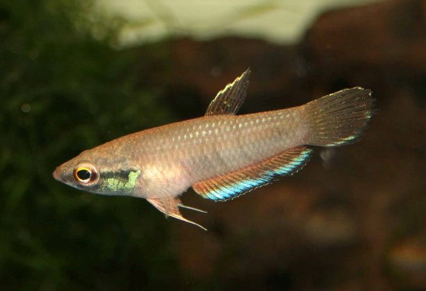 Adult male; Tebedu population.