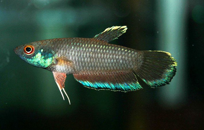 Adult male from Tebedu, Serian district, Sarawak, Borneo.