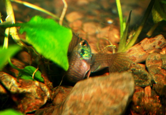 Spawning embrace, female at bottom.