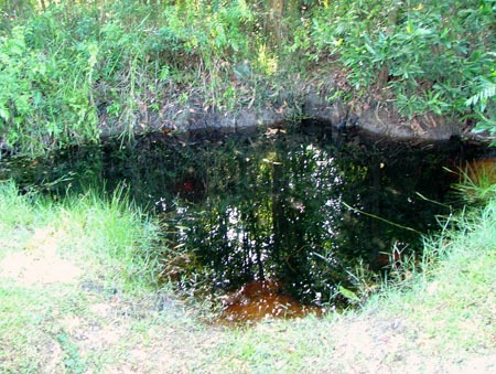 At this locality near the city of Kuantan in Pahang state, Peninsular Malaysia this species was found living alongside Betta tussyae.