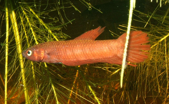 Male of Betta tussyae.