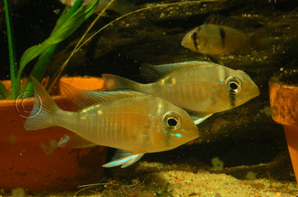 Juvenile specimens from the U.K. aquarium trade
