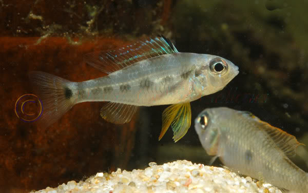 Female from the rio Tapajós.