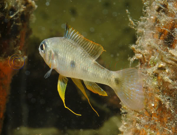 Male specimen from the rio Tapajós.