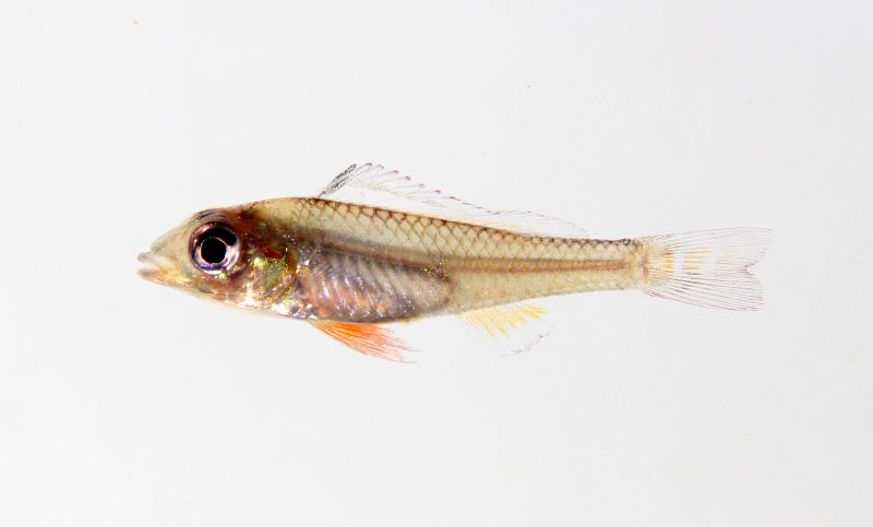 Probable female from the rio Negro.