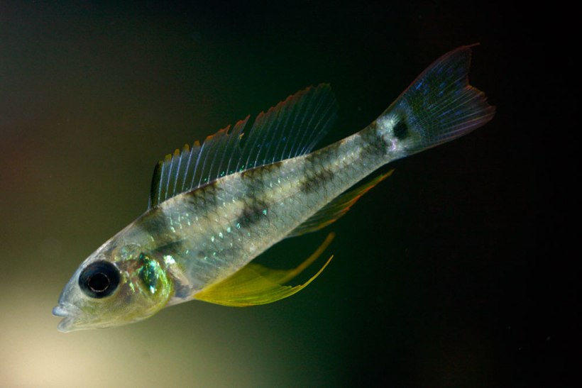 Adult male - collection details unknown.