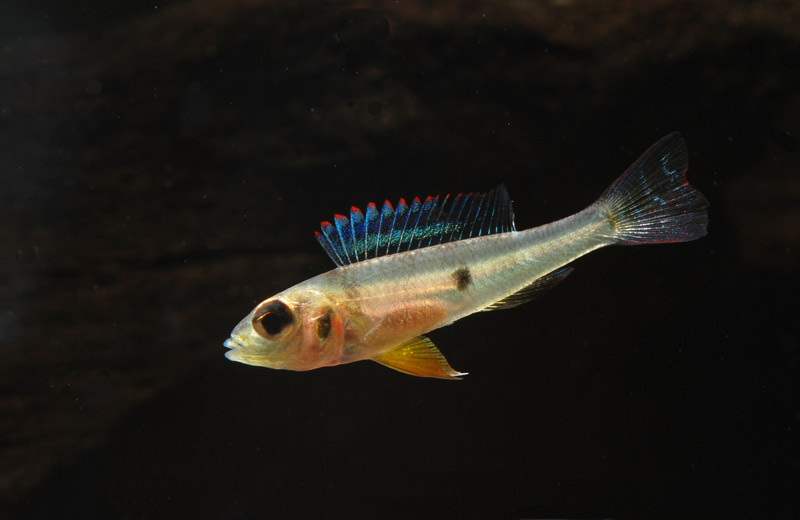 Adult female from the rio Negro.