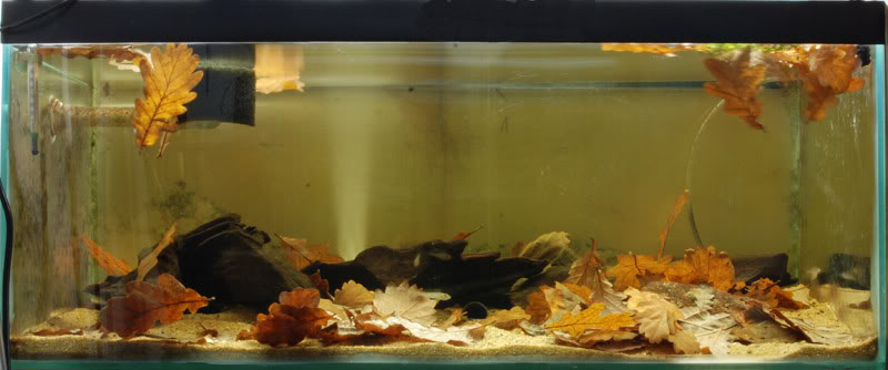 A typical breeding set-up for this species.