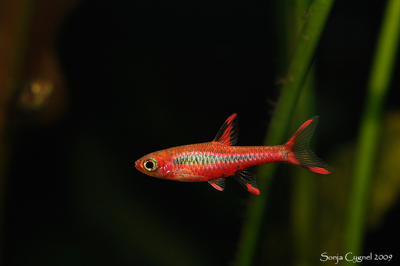 Some individuals appear redder than others.