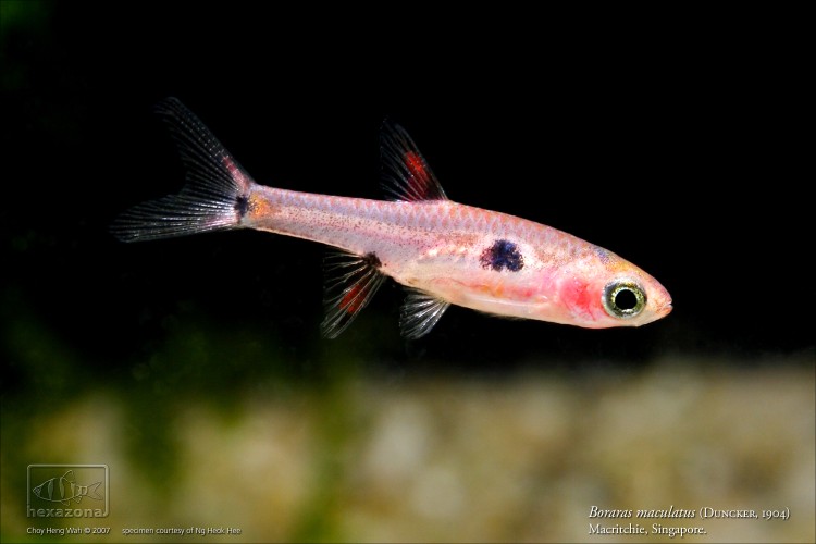 Wild-collected individual from the MacRitchie Reservoir area, Singapore.