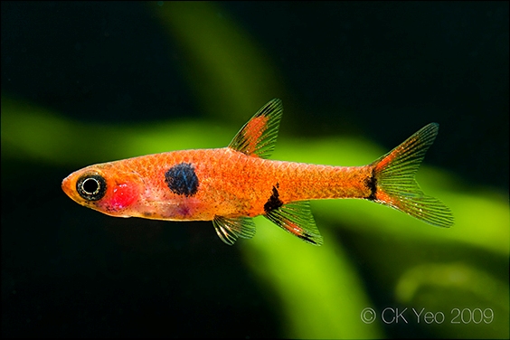 Some forms of the species are more orange/reddish in colour.