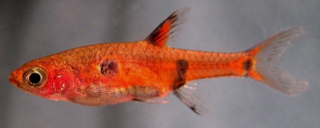 Mature specimen from the aquarium trade.