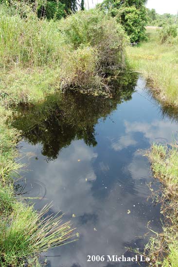 A typical blackwater habitat of B. maculatus close to the city of Rompin, Pahang state, Peninsular Malaysia.