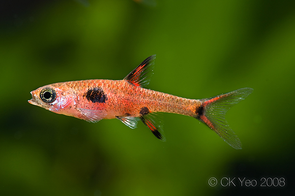 Another reddish form from the aquarium trade.