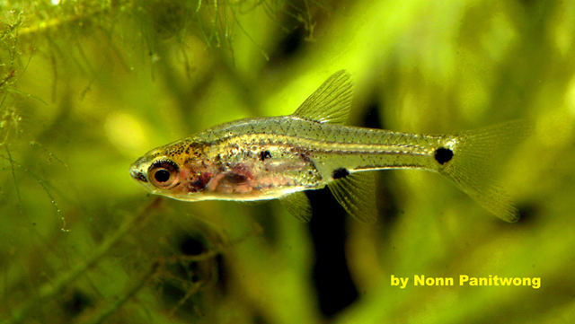 This species appreciates a planted aquarium.