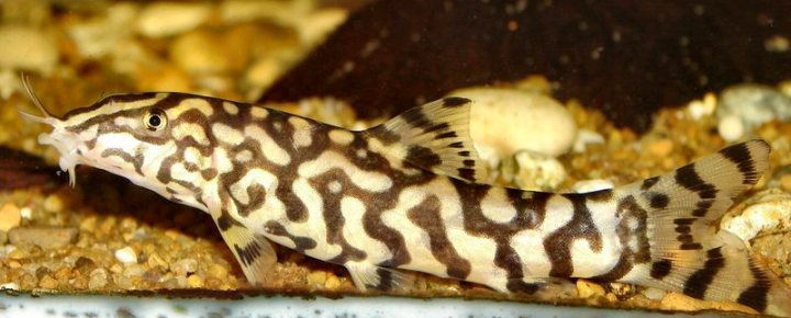 Adult male of B. sp. 'Kosi'?