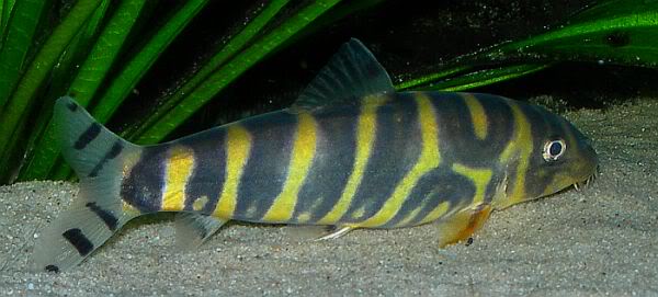Another adult; note how the body colouration and patterning can vary considerably between specimens.