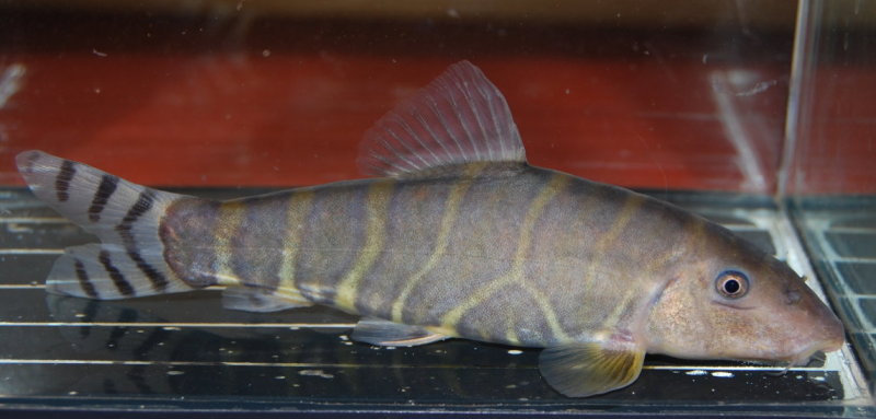 Large adult specimen of Botia dario.