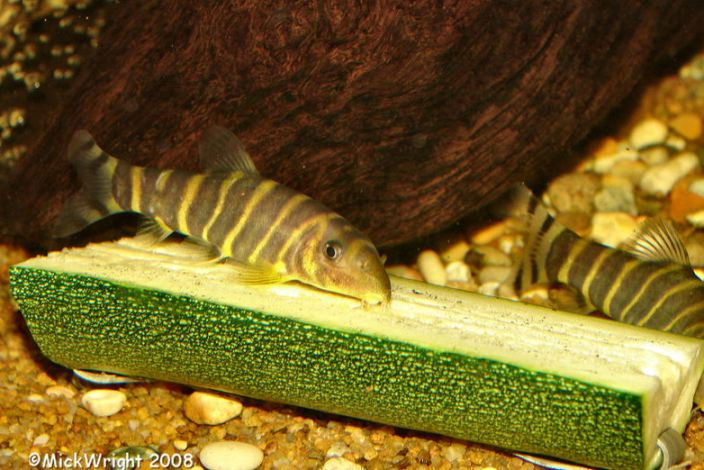 This young specimen enjoys a meal of courgette.