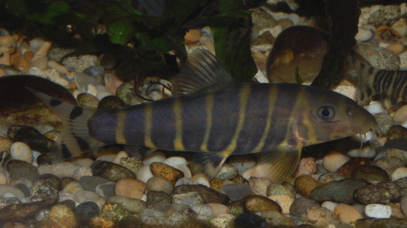 Another subadult...