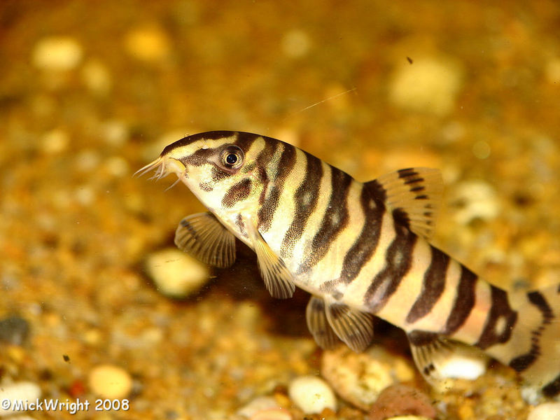 Juvenile of B. sp. 'Upper Brahmaputra' - the vertical body bars have already started to anastomose/break up.