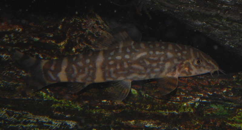 Subadult of B. sp. 'Upper Brahmaputra'.