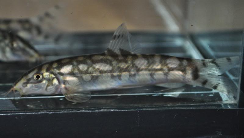 Young specimen apparently imported from the upper Brahmaputra basin, Arunachal Pradesh state, northeastern India...