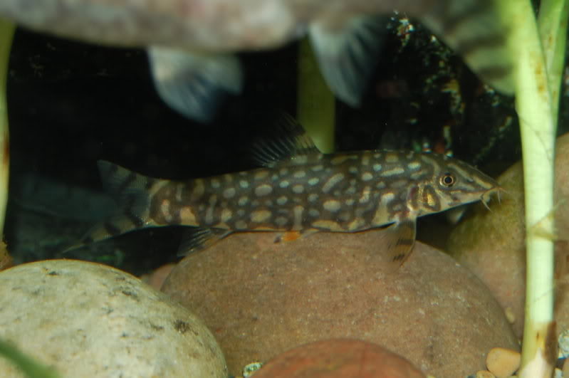 This young adult of B. sp. 'Upper Brahmaputra' is beginning to show typical adult patterning.