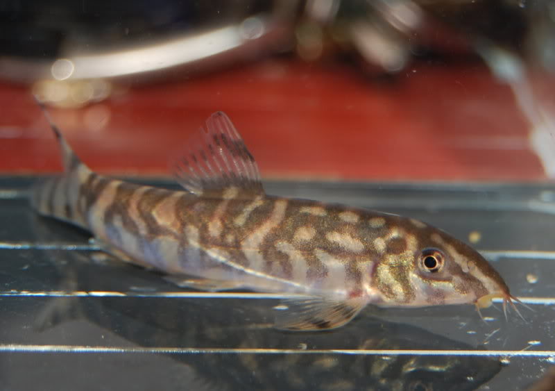 The disintegration of the body bars is more extensive in this slightly older specimen of B. sp. 'Upper Brahmaputra'.
