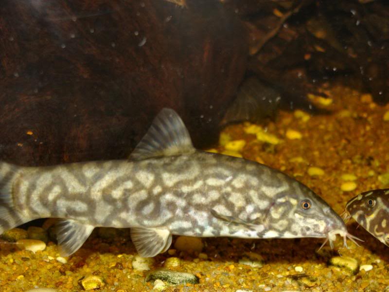 Adult male of B. sp. 'Kosi'?