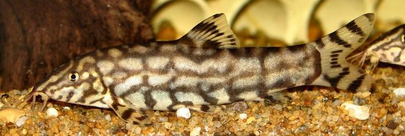 Adult male of B. sp. 'Kosi'?