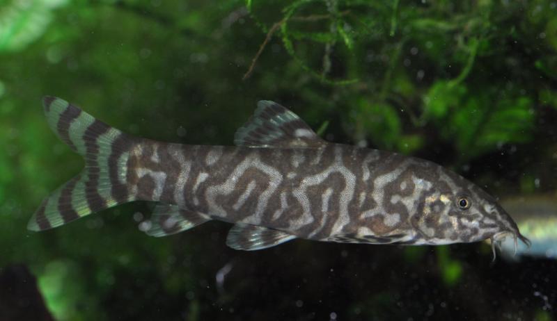 Adult female of B. sp. 'Kosi'?
