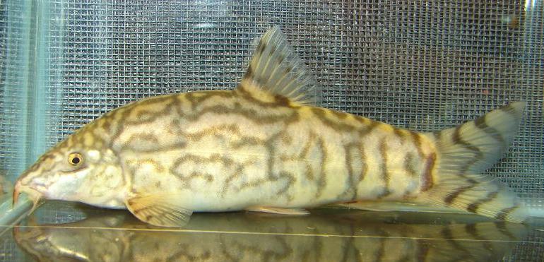 Adult female of B. sp. 'Teesta'?
