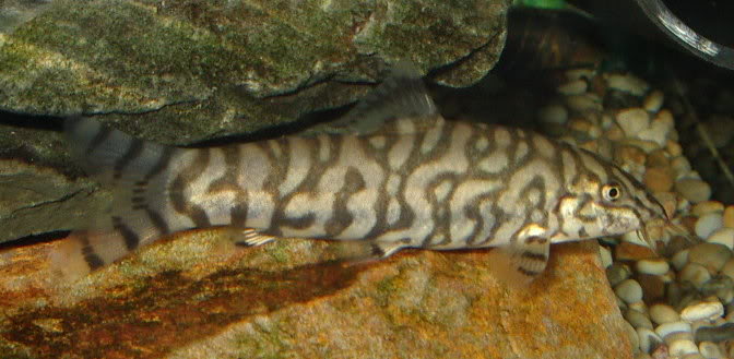 Subadult female of B. sp. 'Kosi'?