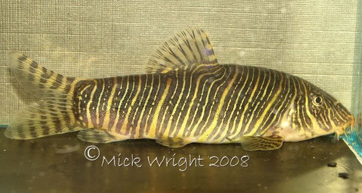 This stunning wild caught adult specimen measures almost 90 mm SL.