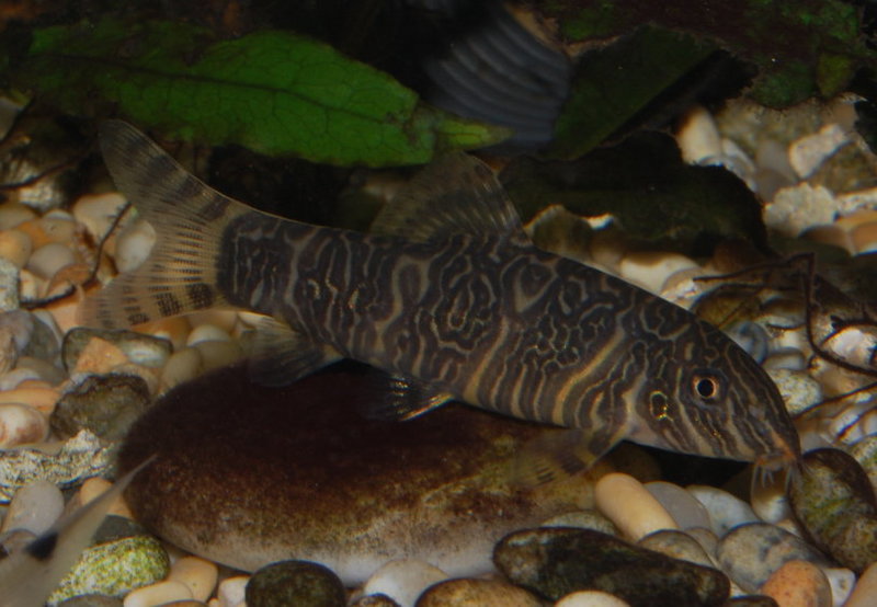 Patterning in this species can be highly variable.