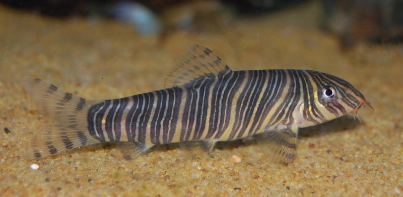 Youngster - this is the most typical patterning.