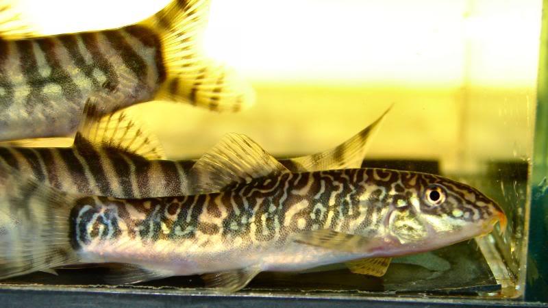 Another young fish showing wildly different markings.