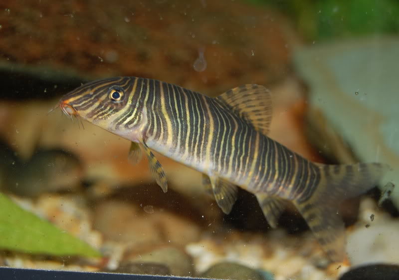 Subadult.