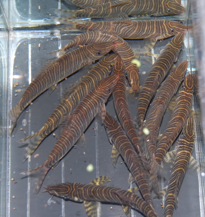 The following series of images serve to further exemplify these variations.